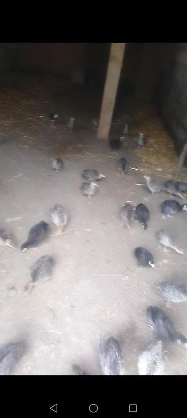 hind: Dişi, Kanada, Ətlik, Ödənişli çatdırılma — 3