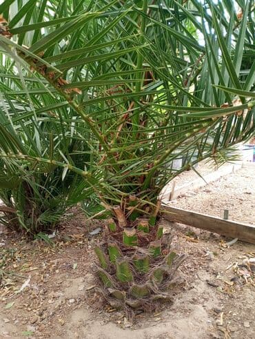 sultan daragi gülü: Деревья — 6