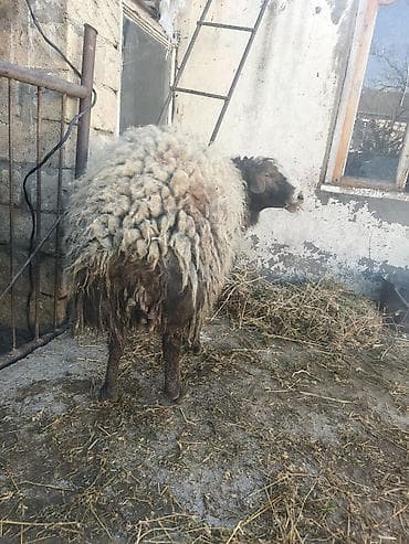 damazliq qoyunlar: Qoyun – yerli cins, qalın və uzun yunlu. - Növ: ana qoyun - Rəng — 1