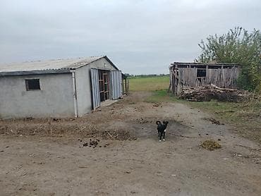 ulduzda kirayə evlər: Ferma mal bazarina bir kilometr mesafede yerlesirqarabag su — 8