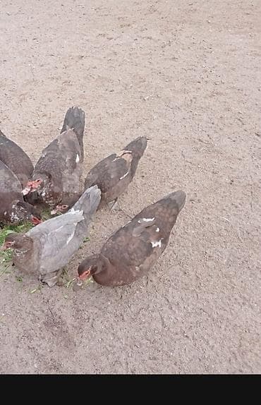 Salam 3 disi 1 erkey disin biri kul rengidi hamsi yumurtduyur disi 30