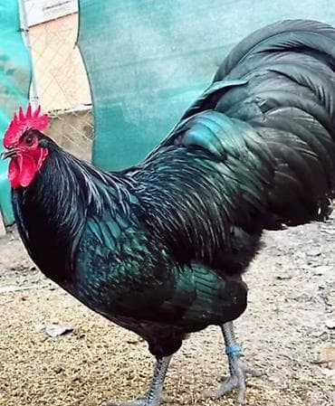 eşey satışı: Toyuq, Damazlıq — 9