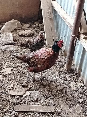 patchi шоколад цена: 1cüt 2illik Qafqaz və1 cüt bala qafqaz qırqovul. 7 ag bildirçin — 4