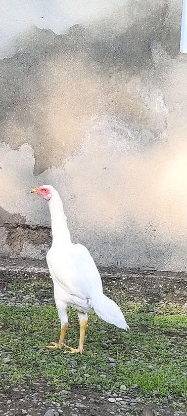 Legv edirem diye satiram. yaxwi heyrati istiyenler narahat etsin