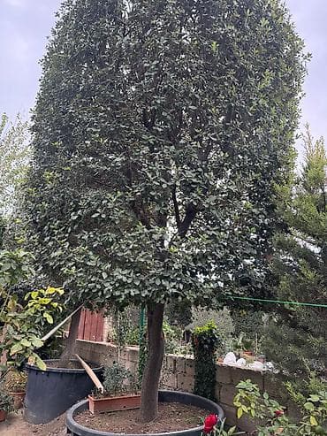 donuz sala: Evergreen dekorativ ağac – formalı tacla - Bitki tipi: Həmişəyaşıl — 6