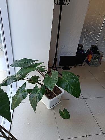 polimer gil satisi: Böyük yarpaqlı otaq bitkisi – Alokaziya (Alocasia) saksıda Alokasiya — 1