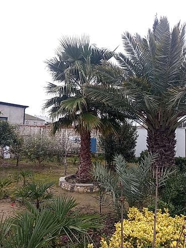 ucuz mallar: Məhsul: Bağ üçün dekorativ palma və xurma ağacı — 1