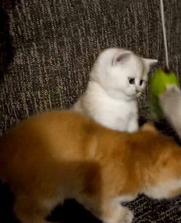 отдам котят в хорошие руки: Британская, В добрые руки — 6