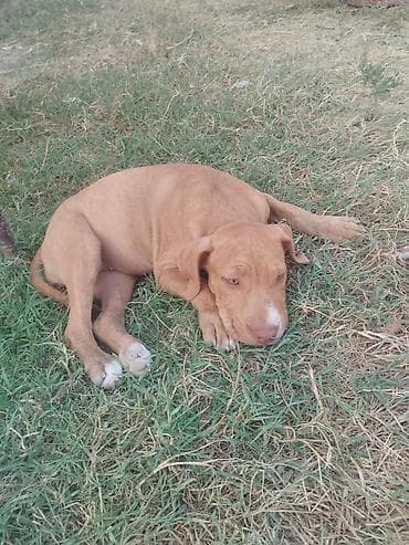 pitbul dişi: Pitbul, 2 ay, Dişi — 1