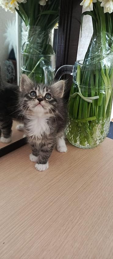 sirin pisik sekilleri: Pişiklər verilir yaxşı əllərə — 2