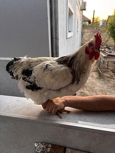 çin bildirçini: Təmiz cins xoruzlar (bir neçə rəngdə) 2 klo-dan yuxarı orta və iri — 1