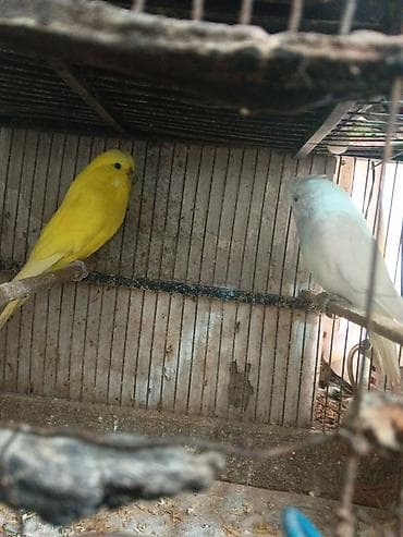 tutuquş: Çex papuqaylar bir çüt,ağ rəngdə olan erkek,sarı olan isə mayadır.Bu — 10