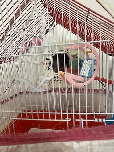 Dalğalı tutuquşular üçün qəfəs dəsti - Forma: damlı ev tipli metal — 2