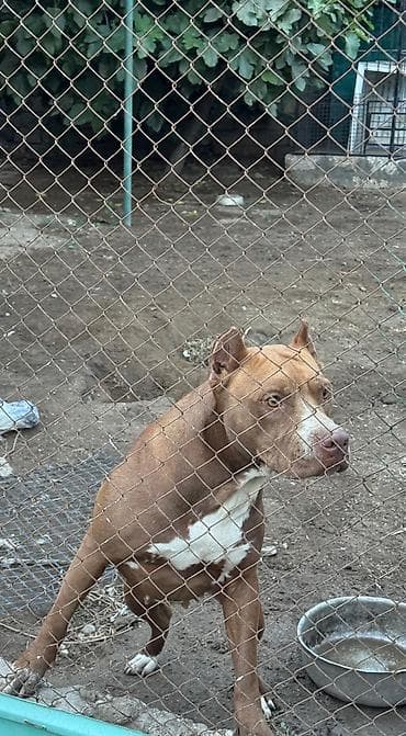 pitbul: Pitbul, 3 il, Dişi — 3
