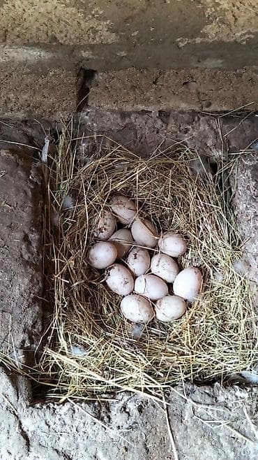 Ördək yumurtası - Təsvir: Şəkillərdə təsvir olunan, samanla