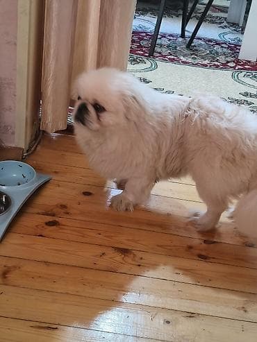 etibarli ellere it: Pekines — 4