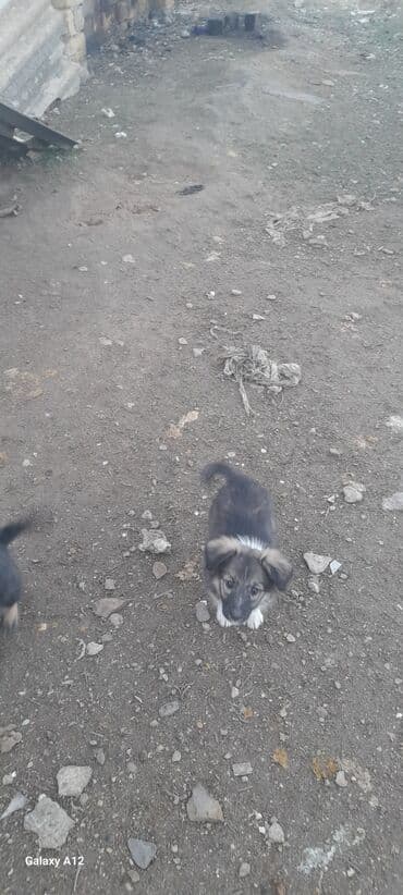 lalafo itlərin satışı: Peyvəndli — 3