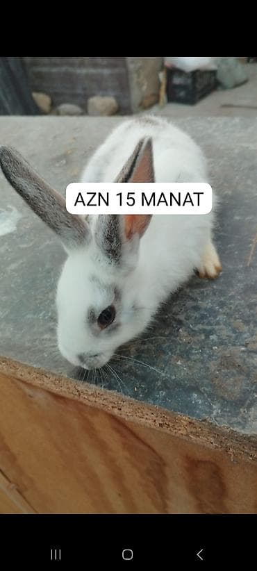 pisik sekilleri: Ev dovşanı - Rəng: ağ, qulaqlarında və göz ətrafında boz ləkələr - — 1
