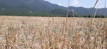 xacmaz torpaq satilir: 45 sot, Kənd təsərrüfatı, Mülkiyyətçi, Kupça (Çıxarış) — 3