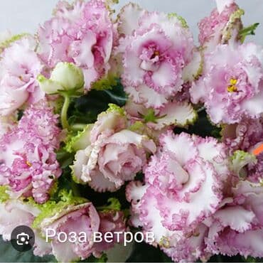 gül şəkilləri profil üçün: 5 — 6