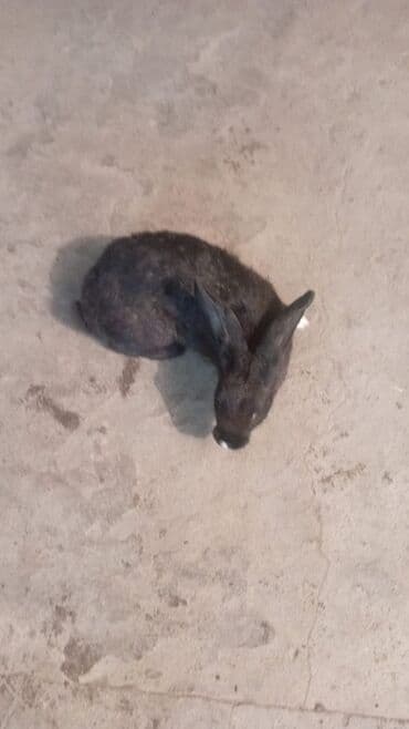 su donuzu: Məhsul: Evdə saxlanılan dovşanlar (bir neçə fərqli rəng və naxışda) — 4