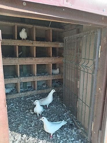 goyərcin barter: Uzunu 2 metre yaxin eni 1.30 hunduru 1 40 yay qis qapisi duzldilib — 2