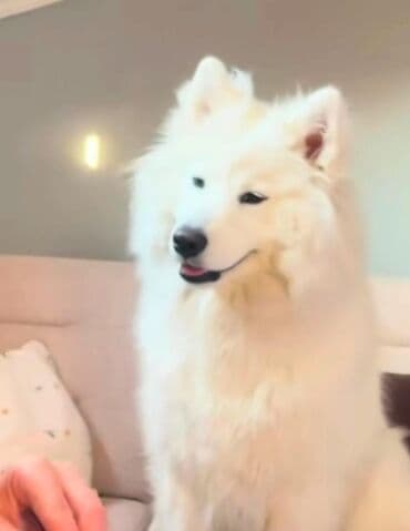 it ucun zəncir: Samoyed — 2
