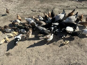 kuban ördek: Salam Aleykum Satılır Ördək Qaz Ördək Cücəsi Toyoq 36 Ədəd Lal Ördək — 22