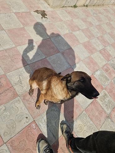 it cinsleri adları: Peyvəndli — 1