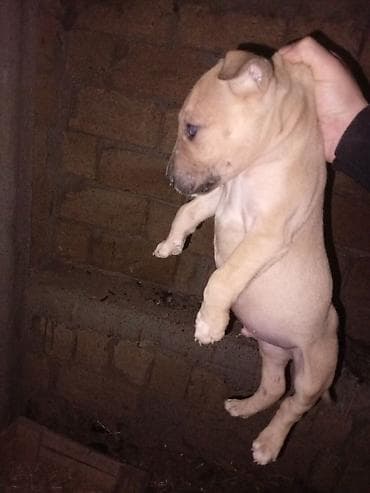 Gəmiricilər: Bulteryer, Erkek — 1