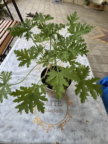 yumru xalça: Xalça — 26