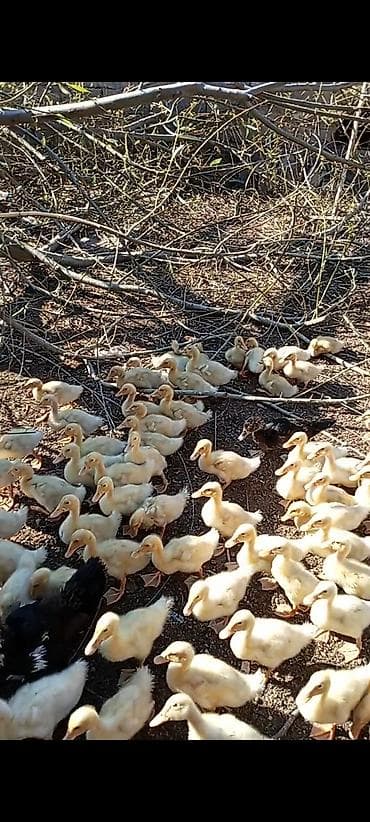 K/t heyvanları və malları: Kuban ördəklər tam sağlamdır . Çox alana qiymətdə endirim olacaq — 4