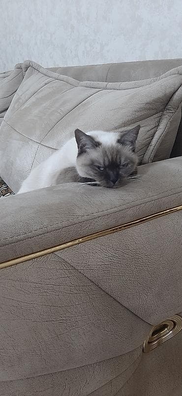 ev heyvan adlari: Siam, Yaxşı əllərə — 2