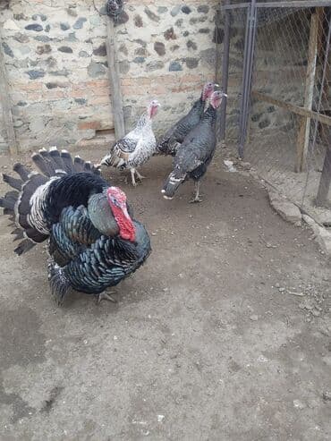 Lincoln: Самец, Для разведения, Самовывоз — 1