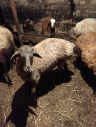 Inəklər, öküzlər: Kok quzudu kim lazimdisa yazsin nomreye — 1