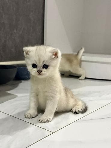 pulsuz pişik: Şotland — 3