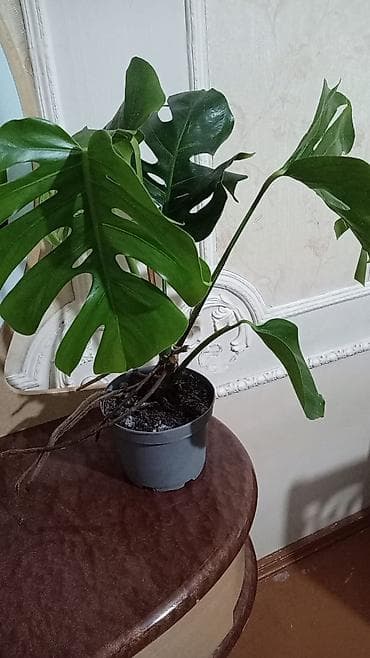 otaq studiya: Otaq bitkiləri – Spatifillum və Monstera (2 müxtəlif ölçü) Məhsul — 2