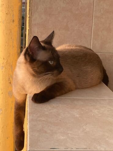 heyvanlar cütləşməsi: Şinşilla — 24