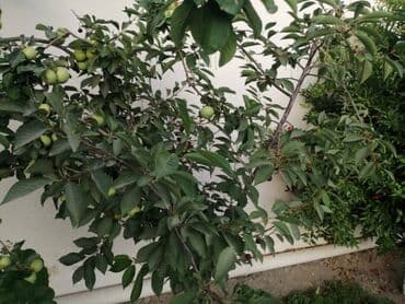 ev certiyojları: Hövsan qəs. 7 otaqlı, 234 kv. m, Yeni təmirli — 20