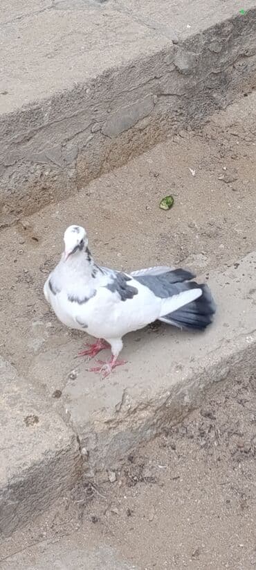 göyercin yuvası: 18 tük şeyka çəp erkək dəstə göy quyruq. Çılpaq ayaq uzun oynaq quşdu — 3