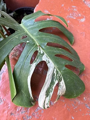 kala bitkisi: Monstera qiymət 15 -25-35-45azn. Ünvan Şamaxinka. Burdan götürə — 3