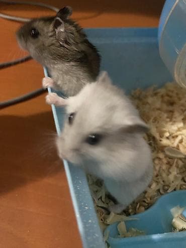 Digər heyvanlar: Hamsterlər – iki ədəd (biri 3azn)erkek və dişi - Növ: cırtdan (Dwarf) — 4