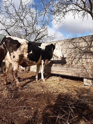 Birinci qarin ağ kirpik ivanovka super duyedi balasi dişidi yaxsi