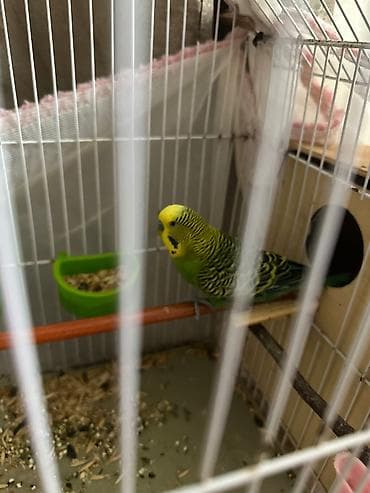 Heyvanlar üçün mallar: Dalğıç papuqaylar və qəfəs dəsti - Növ: dalğıç papuqayı — 2
