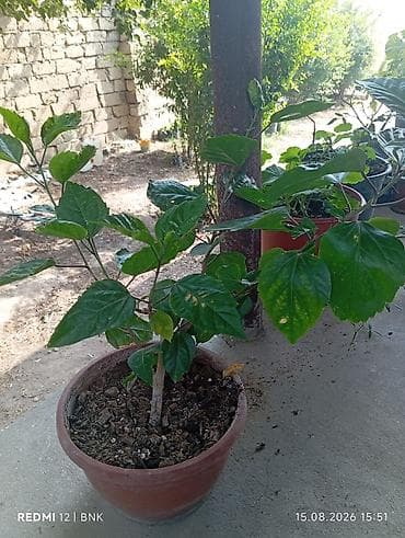 otaq bitkiləri: Qırmızı hibiskus (Hibiscus rosa‑sinensis) saksı bitkisi - Rəng — 2