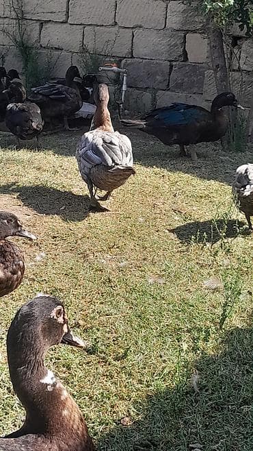 Salam, her vaxtiniz xeyir, Allah her kesin malina bereket versin,10