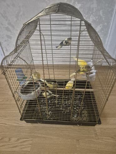 Pişiklər: Hazir cütler — 3