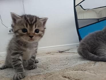 keci seki: Şotland uzun tüklü — 8