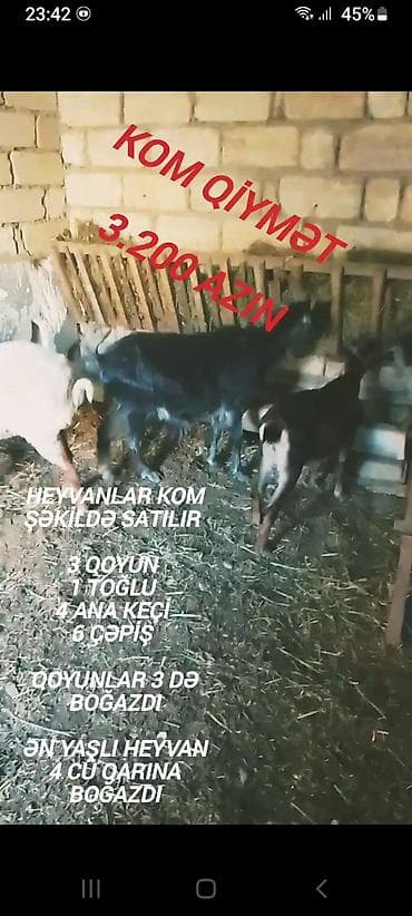 Козы, козлята: Qiymət sondu aşağı salınmayacaq fikiei cidi şəxslər zəng etsin — 1
