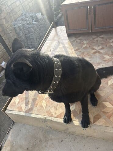 Lincoln: 5 месяцев, Самка, С прививками — 1